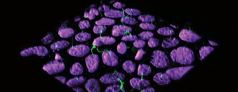 10-nm-taxol_Article.jpg