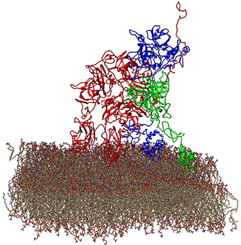 Prothrombinase