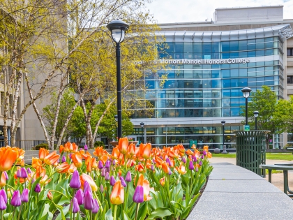 Tulips Near Honors College