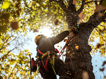 Man scaling a tree to prune it.